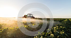 Farmer on a tractor with a sprayer makes fertilizer for young vegetable