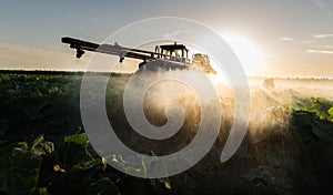 Farmer on a tractor with a sprayer makes fertilizer for young vegetable