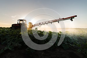 Farmer on a tractor with a sprayer makes fertilizer for young vegetable