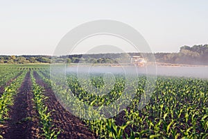 The farmer on the trailed sprayer introduces microfertilizer on the young corn field