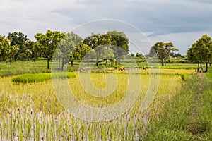 farmer transplant