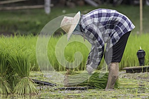 farmer transplant rice seedlings in rice field