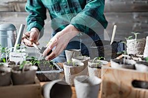 Farmer transplants tomato and pepper seedlings into peat cups