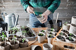 Farmer transplants tomato and pepper seedlings into peat cups