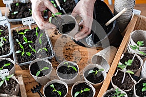 Farmer transplants tomato and pepper seedlings into peat cups