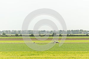 Farmer in typical Dutch landscape