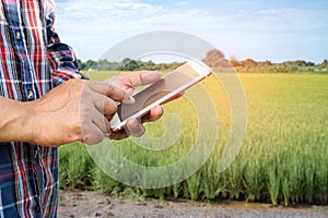 Farmer use digital mobile phone to collect, report and analyze data in rice agriculture farm, Smart farming concept