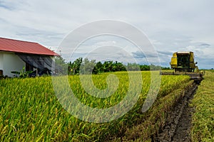 Farmer uses machine to harvest rice on paddy field.