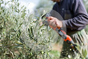 farmer using a batterypowered pruner in an olive grove