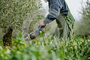 farmer using a batterypowered pruner in an olive grove