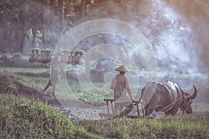 Farmer using buffalo plowing rice field