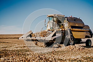 Farmer using combine harvester and collecting corn.Combine working in agricultural fields.