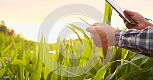 Farmer using digital tablet computer in corn field, modern technology application in agricultural growing activity