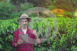 Farmer using digital tablet computer in cultivated coffee field plantation