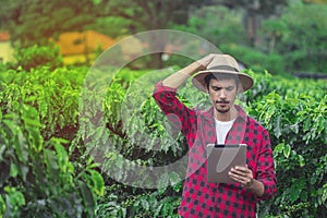 Farmer using digital tablet computer in cultivated coffee field plantation. Modern technology application in agricultural growing