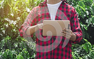 Farmer using digital tablet computer in cultivated coffee field plantation. Modern technology application in agricultural growing
