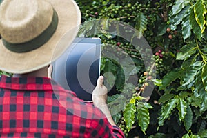 Farmer using digital tablet computer in cultivated coffee field plantation. Modern technology application in agricultural growing