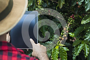 Farmer using digital tablet computer in cultivated coffee field plantation. Modern technology application in agricultural growing