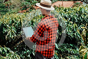 Farmer using digital tablet computer in cultivated coffee field plantation. Modern technology application in agricultural growing