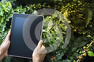 Farmer using digital tablet computer in cultivated coffee field plantation