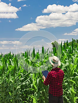 Farmer using digital tablet computer in cultivated corn field