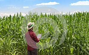 Farmer using digital tablet computer in cultivated corn field plantation