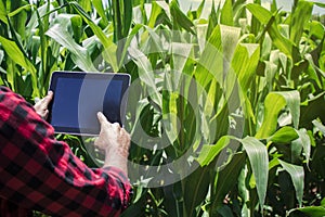 Farmer using digital tablet computer in cultivated corn field plantation