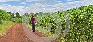 Farmer using digital tablet computer in cultivated corn field plantation