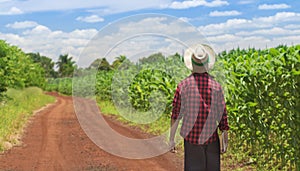 Farmer using digital tablet computer in cultivated corn field plantation