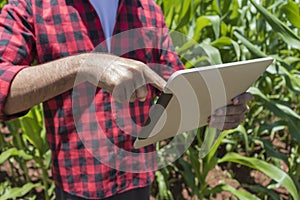 Farmer using digital tablet computer in cultivated corn field plantation