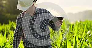 Farmer using digital tablet computer, cultivated corn plantation in background. Modern technology application in