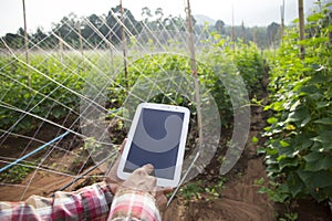 Farmer using digital tablet computer in cultivated cucumber crops field, modern technology application in agricultural growing