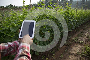 Farmer using digital tablet computer in cultivated cucumber crops field, modern technology application in agricultural growing