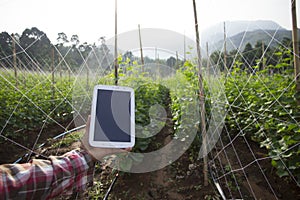 Farmer using digital tablet computer in cultivated cucumber crops field, modern technology application in agricultural growing