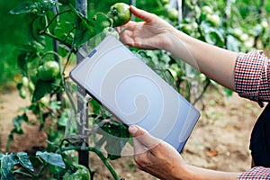 Farmer using digital tablet computer in greenhouse with tomatoes plants. Modern technology application in agricultural growing