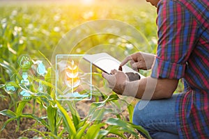 Farmer using digital tablet in corn crop cultivated field with smart farming interface icons and light flare sunset effect. Smart