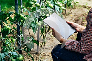 Farmer using digital tablet in the cultivation of tomato. Modern technology application in agricultural growing activity