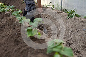 Farmer using a hoe create ridge in greenhouse