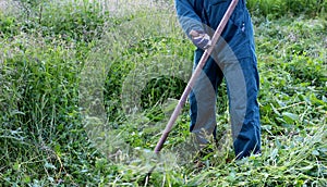 Farmer using scythe to mow the lawn traditionally