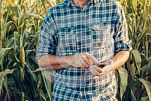 Farmer using smartphone in corn field