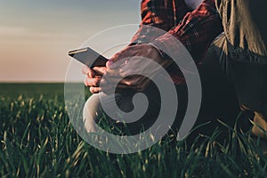 Farmer using smartphone in wheat crop field