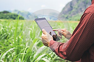 farmer using tablet computer checking data of agriculture sugarcene