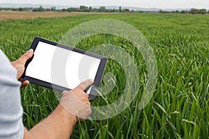 Farmer using tablet computer in green wheat field. White screen.