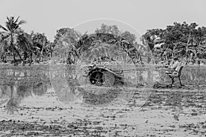 Farmer using tiller tractor in rice field