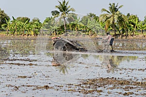 Farmer using tiller tractor in rice field