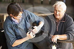 Farmer With Vet Examining Calf