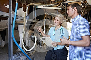 Farmer And Vet Inspecting Dairy Cattle In Milking Parlour