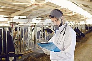 Farmer or veterinarian making notes during checking cows in stall on animal farm