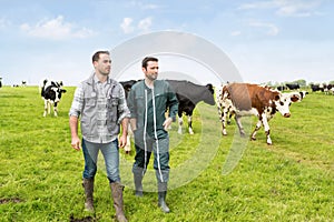 Farmer and veterinary working together in a masture with cows