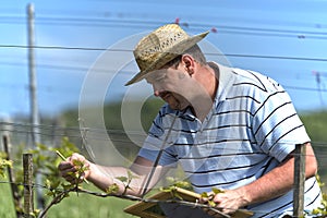 Farmer in the vineyard